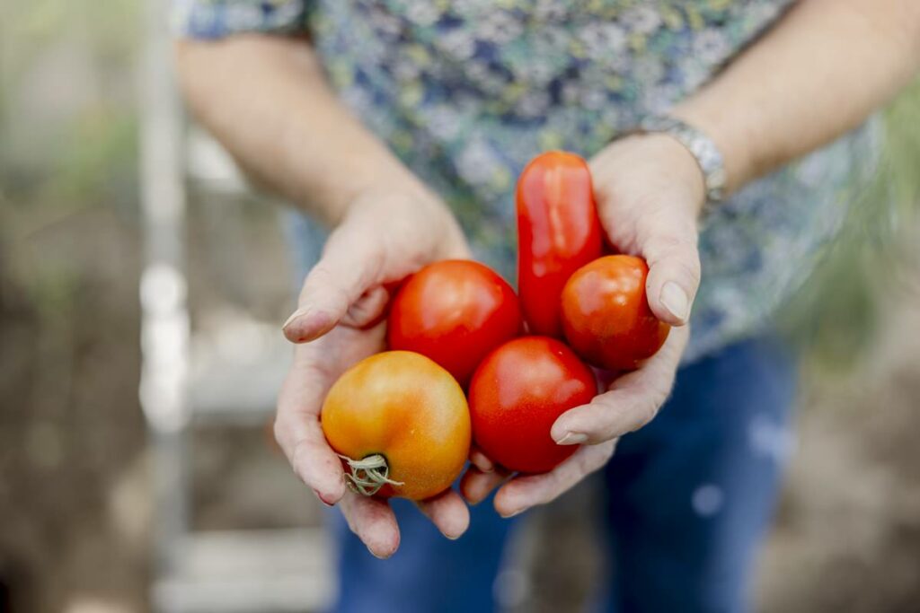 eine Landwirtin hält verschiedene frische Tomaten in den Händen | Foto: Hanna Witte